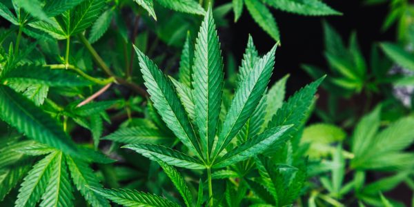 Medicinal cannabis in Australia