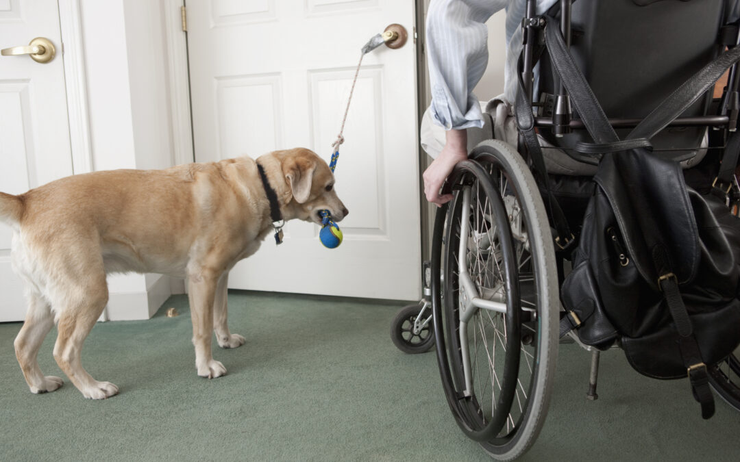 Assistance Dogs for People with Spinal Cord Injury